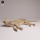 Anml-260409 Thylacine lying（フクロオオカミ）
