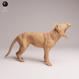 Anml-260410 Thylacine yawn（フクロオオカミ）