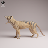 Anml-260410 Thylacine yawn（フクロオオカミ）