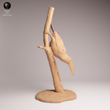 Anml-251107 Toco Toucan（オニオオハシ）