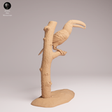 Anml-251109 Toco Toucan Eat（オニオオハシ）