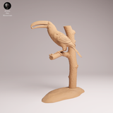 Anml-251109 Toco Toucan Eat（オニオオハシ）