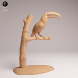 Anml-251109 Toco Toucan Eat（オニオオハシ）