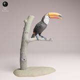 Anml-251109 Toco Toucan Eat（オニオオハシ）