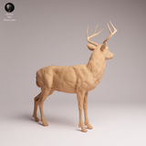Anml-260111 white-tailed deer（オジロジカ）