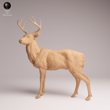 Anml-260111 white-tailed deer（オジロジカ）