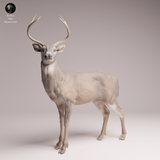 Anml-260111 white-tailed deer（オジロジカ）