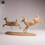 Anml-260114 White-tailed deer run（オジロジカ）