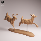 Anml-260114 White-tailed deer run（オジロジカ）