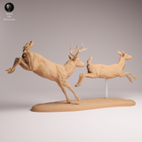 Anml-260114 White-tailed deer run（オジロジカ）