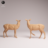 Anml-260115 white-tailed deer-does（オジロジカのメス）