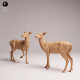 Anml-260115 white-tailed deer-does（オジロジカのメス）