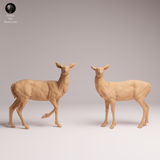 Anml-260115 white-tailed deer-does（オジロジカのメス）