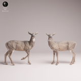 Anml-260115 white-tailed deer-does（オジロジカのメス）