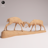 Anml-260113 White-tailed deer fight（オジロジカ）