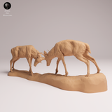 Anml-260113 White-tailed deer fight（オジロジカ）