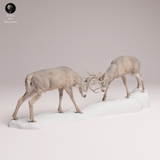 Anml-260113 White-tailed deer fight（オジロジカ）