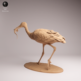 Anml-260705 White Stork eat（シュバシコウ）