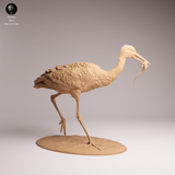 Anml-260705 White Stork eat（シュバシコウ）