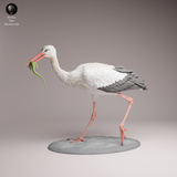 Anml-260705 White Stork eat（シュバシコウ）