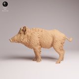 Anml-260706 Wild Boar（イノシシ）