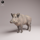Anml-260706 Wild Boar（イノシシ）