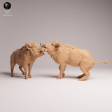 Anml-260707 Wild Boar fight（イノシシ）