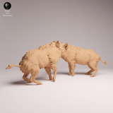Anml-260707 Wild Boar fight（イノシシ）