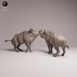 Anml-260707 Wild Boar fight（イノシシ）