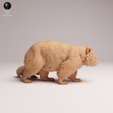Anml-260502 Common Wombat and joey（ウォンバット）