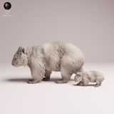 Anml-260502 Common Wombat and joey（ウォンバット）