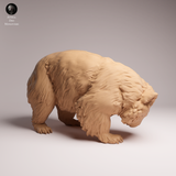 Anml-260503 Common Wombat Scrathcing（ウォンバット）