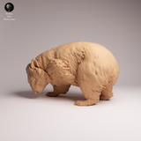 Anml-260503 Common Wombat Scrathcing（ウォンバット）