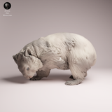 Anml-260503 Common Wombat Scrathcing（ウォンバット）