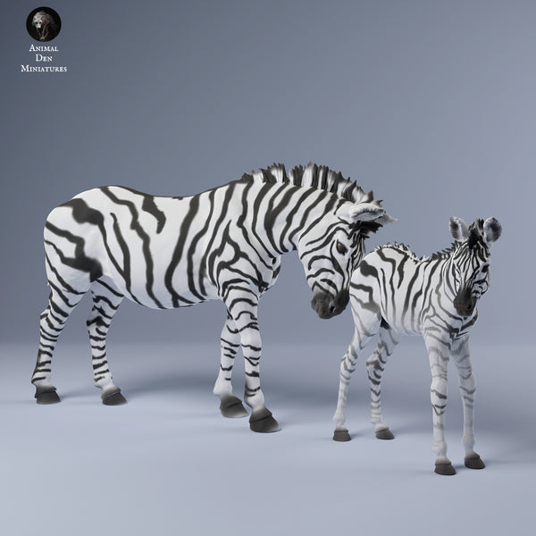 Anml-240313 plains zebra calf with female