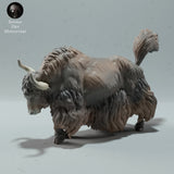 Anml-230106 Himalayan Wild Yak