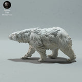 Anml-230112 Polar Bear Walking