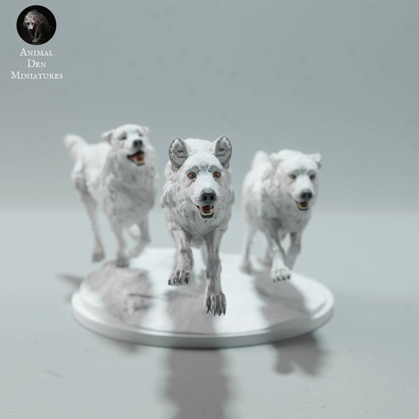 Anml-230103 Arctic Wolves Run