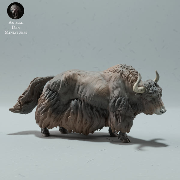 Anml-230108 Himalayan Wild Yak Stance