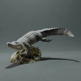 Anml-221002 American_Alligator_swim