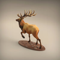 Anml-w01 Elk