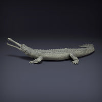 Anml-220807 Gharial ground