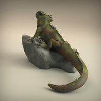 Anml-w06 Marine_Iguana