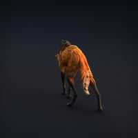 Anml-w05 Maned wolf