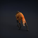 Anml-w05 Maned wolf