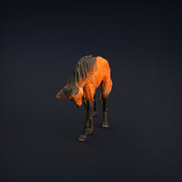 Anml-w05 Maned wolf