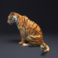 Anml-220805 Bengal Tiger Sit