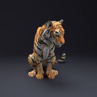 Anml-220805 Bengal Tiger Sit