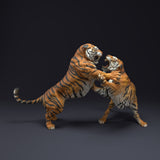 Anml-220806 Bengal Tigers Fight