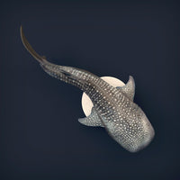 Anml-w08 Whale_shark